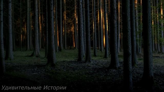 Невеста не дождалась дембеля, и когда он пришёл к ней на свадьбу и произнёс три слова в микрофон... смотреть онлайн