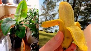 Как в домашних условиях вырастить банановое дерево из покупного банана