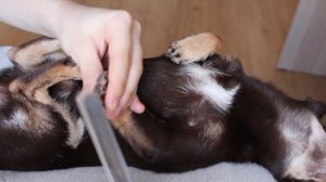 Как я подстригаю когти собаке. Как стричь когти Чихуахуа. Можно ли подпиливать когти собаке