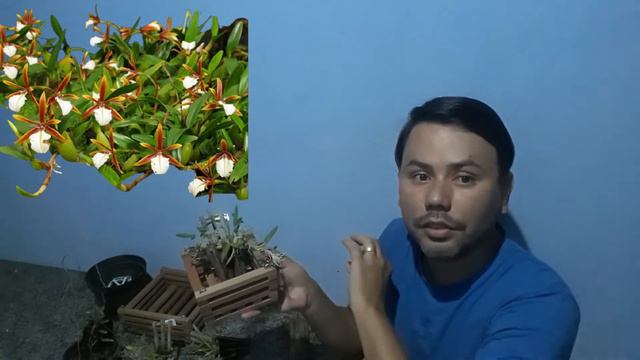 Dicas de Cultivo da Orquidea Dinemia Polybulbon - 09 смотреть онлайн