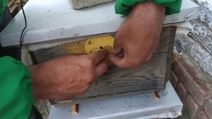 Изоляция маточников в бигуди на пасеке. Бракованные маточники. Выход пчелиной матки