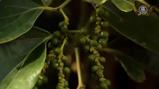 храмы камбоджи названия смотреть онлайн