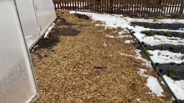 Клубника в теплице зимой. Эксперимент. Часть 1 26.12.2021г. смотреть онлайн