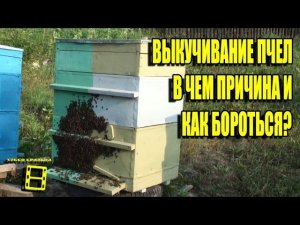 ВЫКУЧИВАНИЕ ПЧЕЛ. В ЧЕМ ПРИЧИНА И КАК БОРОТЬСЯ? ЛЮБИТЕЛЬСКОЕ ПЧЕЛОВОДСТВО С «0»