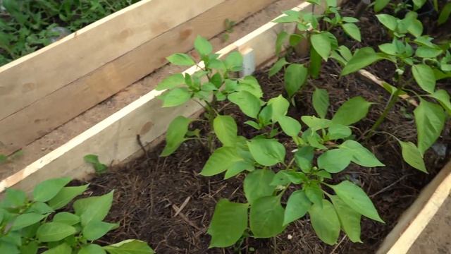 Обзор теплицы. Результаты на конец мая. Посадка томатов и перца в одной теплице. смотреть онлайн