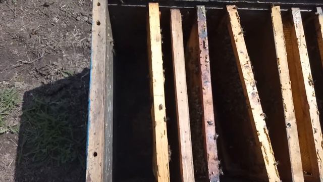 две матки в одном улье