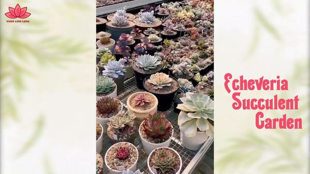 Amazing Echeveria Succulent Garden | Linh Lung Garden смотреть онлайн