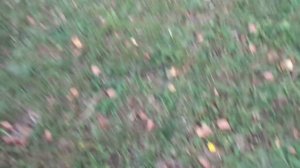 КАК ЗАГОТОВИТЬ ДЕРНОВУЮ ЗЕМЛЮ ДЛЯ РАССАДЫ? Ольга Чернова.