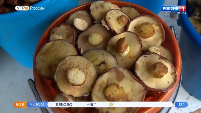 Не знаешь — не бери: какие правила помогут не омрачить поход за грибами смотреть онлайн