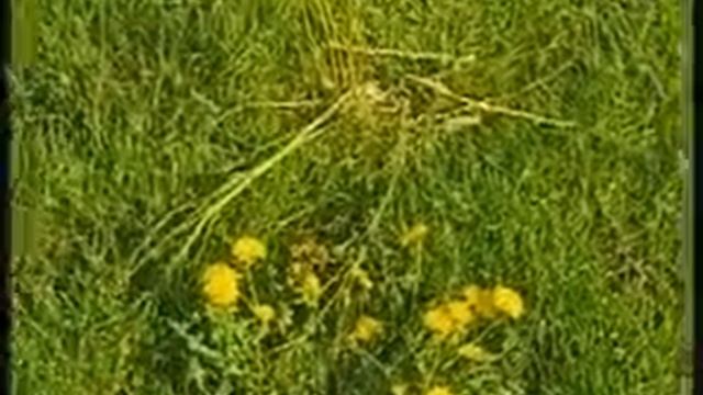 Рулонный газон, Русские газоны спб