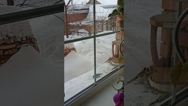 щегол сибирский на кормушке смотреть онлайн