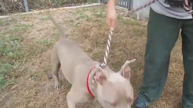 A1402393 Ella смотреть онлайн