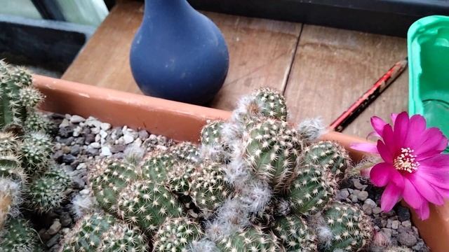 Мистика в моей жизни..Коллекция кактусов..Цветение неолойдии,маммилярий,хамацереуса,ребуций. смотреть онлайн