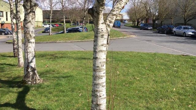 Downy Birch (Betula pubescens) - trunk - March 2018 смотреть онлайн