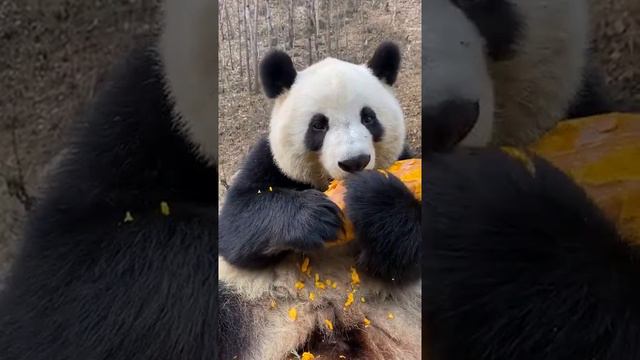 panda eat the sweet potato смотреть онлайн