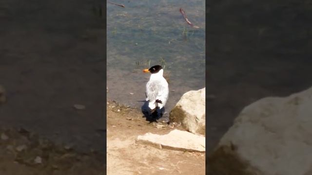 Черноголовый хохотун Караганда Парк #shorts #хохотун #чайка #seagul смотреть онлайн