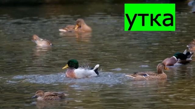 звуки сельскохозяйственных животных-Что такое сельскохозяйственные животные? смотреть онлайн