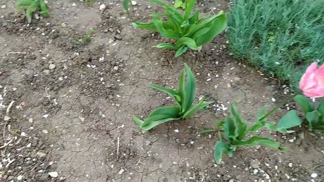 VLOG/ Заказ Avon/ Маска и кисель Batel/ Посадила цветы смотреть онлайн