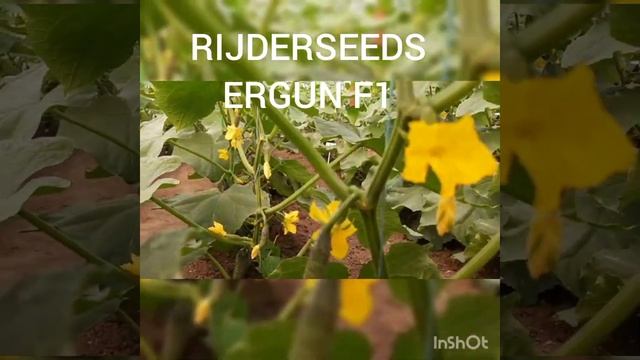Огурец ЭРГУН F1 (ERGUN F1) - ранний, устойчивый к перерастанию, универсального назначения. смотреть онлайн