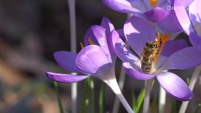 Вьют из мужчин веревки: Топ 5 самых властных женщин по знаку Зодиака смотреть онлайн
