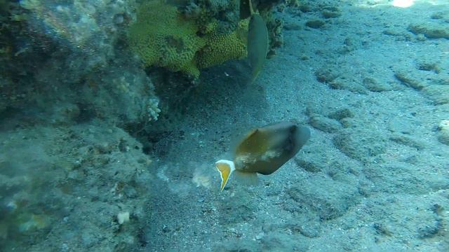 Обитатели Красного моря - белохвостый суффламен / Bluethroat triggerfish. Отель Heppy Life Village. смотреть онлайн