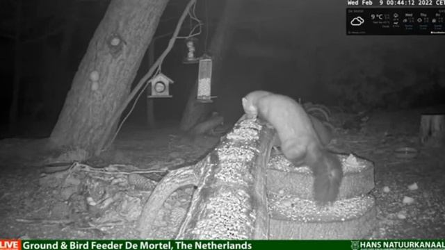 Ночной гость соболь пришел подзаправиться #Кормушки#Птицы#Белки#Соболь#Нидерланды смотреть онлайн