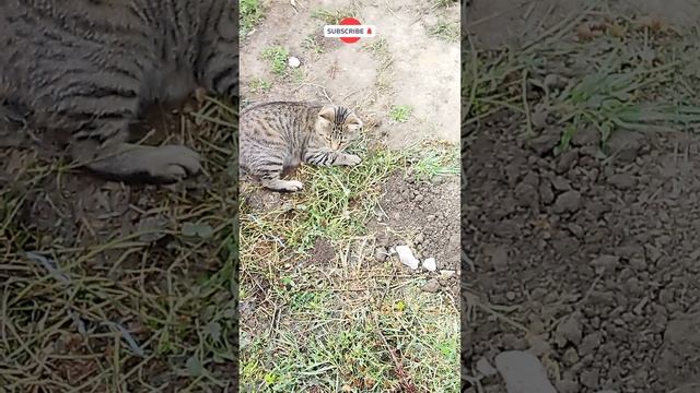 Васькина первая добыча #shorts смотреть онлайн