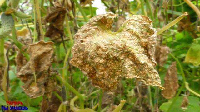 ЗЕЛЁНКА Это СПАСЕНИЕ ОГУРЦОВ От ВСЕХ БОЛЕЗНЕЙ! и ЕЩЁ ОТЛИЧНАЯ ПОДКОРМКА! смотреть онлайн