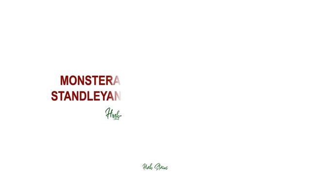 45 MONSTERA SPECIES (UPDATED VERSION 2021) | HERB STORIES смотреть онлайн