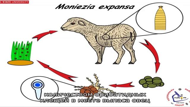 Мониезиоз у овец