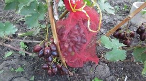 ГФ Киш мишь Спокуса,Олимп,Полонез (Калугин В.М., Пысанка Г.И.), на 7 августа 2019 г..mp4