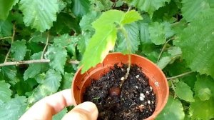 Саженец фундука, выращенный из ореха