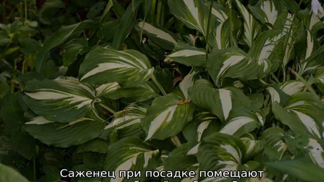 Хоста Медиовариегата