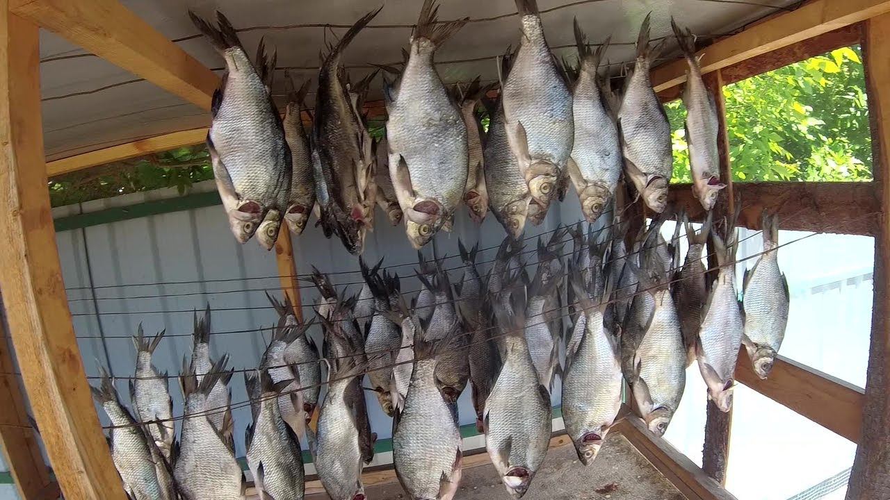 Дикая Земля