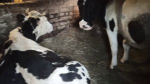 как запустить корову !!! запуск коровы ?