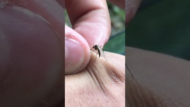 У комара застрял хоботок #shorts смотреть онлайн