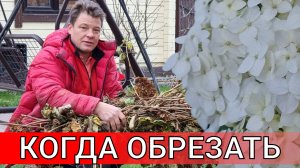 когда лучше обрезать гортензию осенью или весной