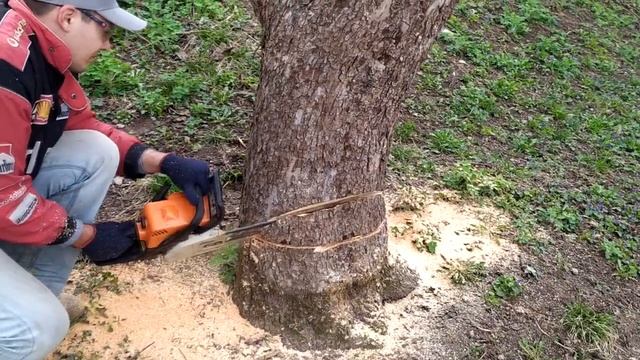 Как правильно спилить дерево бензопилой. Валка дерева за 5 минут смотреть онлайн