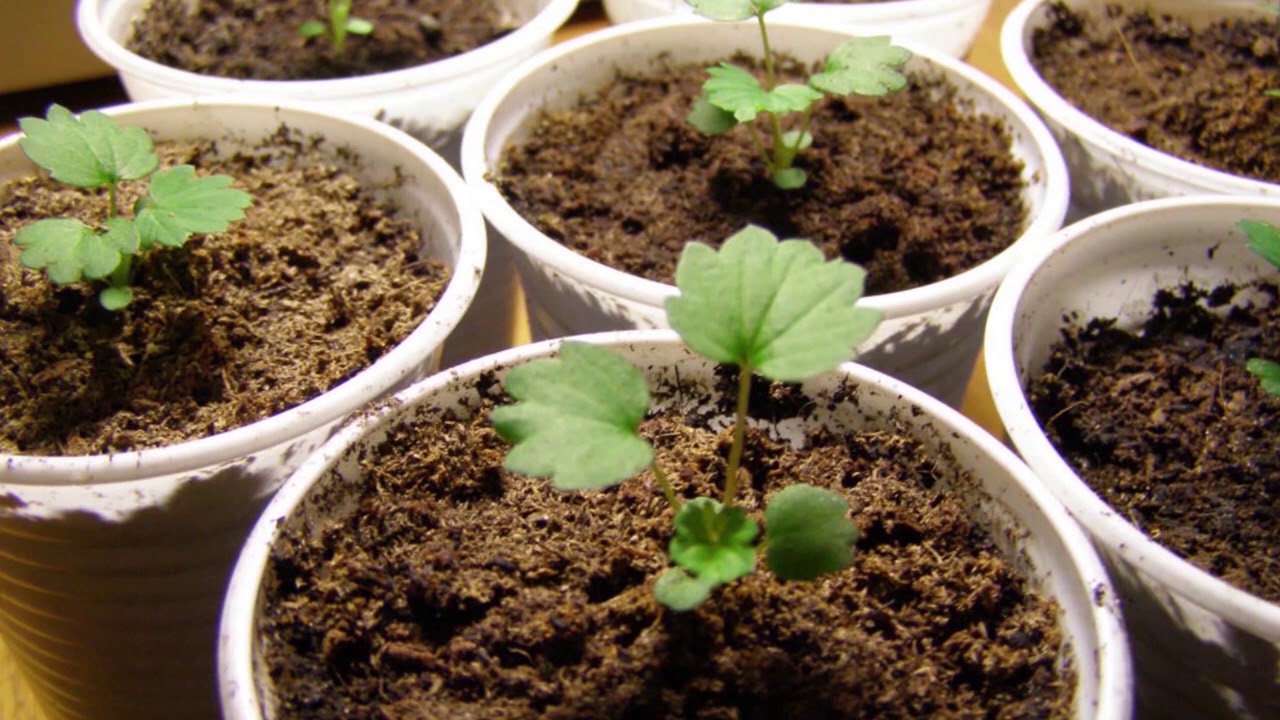 КЛУБНИКА ?ВЫРАЩИВАНИЕ РАССАДЫ Клубники из Семян ( Земляника ) ОТ ПОСЕВА ДО ВСХОДОВ. БМ смотреть онлайн