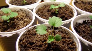 КЛУБНИКА ?ВЫРАЩИВАНИЕ РАССАДЫ Клубники  из Семян ( Земляника ) ОТ ПОСЕВА ДО ВСХОДОВ. БМ