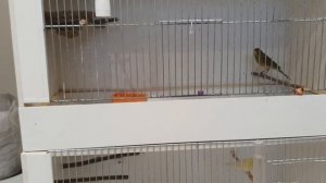 Канарейки,один самец и несколько самок???