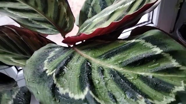 Калатея Медальон,уход за ней. смотреть онлайн