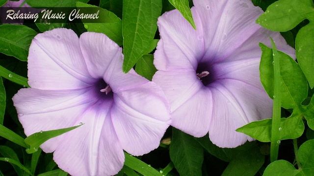 Слушать Хорошую Музыку Онлайн для Поднятия Настроения и Жизненного Тонуса: Успокаивающая Нервы смотреть онлайн