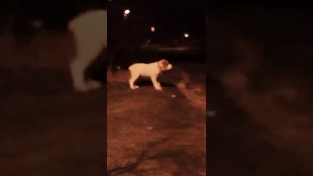 Маленькая и Храбрая. Щенок Алабая 3 месяца смотреть онлайн