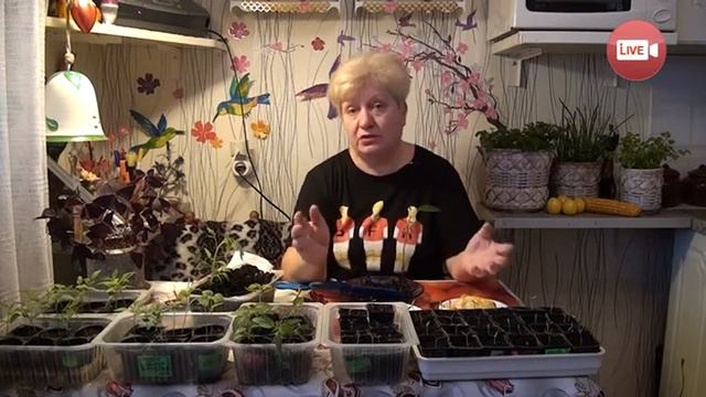 Персональный блог Светланы Кацаповой 72 вып (семена из косточек, рассада) смотреть онлайн