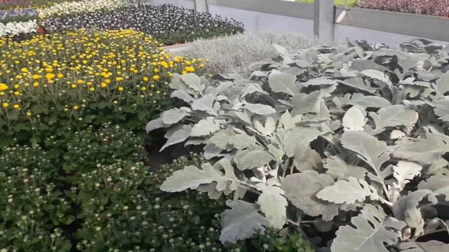 #Красивая_Сказка #Я_и_Виктор #Немцы_в_городе Waldschule. Деревенская лесная школа смотреть онлайн