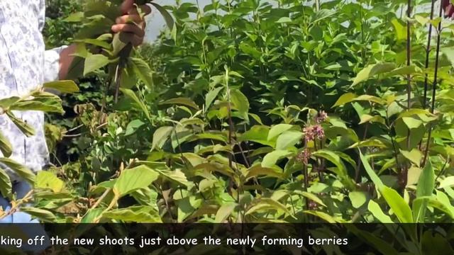 HOW TO PRUNE CALLICARPA BODINIERI - SUMMER PRUNING OF BEAUTYBERRY