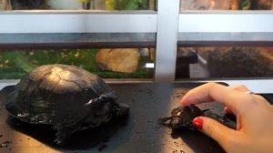 Болотные черепахи - содержание, кормление, определение пола