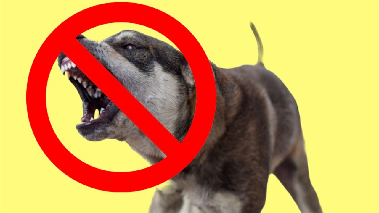 Как защитить себя от НАПАДЕНИЯ ДИКИХ СОБАК. Советы кинолога. смотреть онлайн