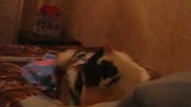 Спи собака!